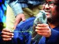 नायलॉन मांजाने कापला पारवा - Marathi News | Nylon Chop Cut Off | Latest nashik News at Lokmat.com