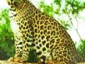 परमोरी शिवारात बिबट्या जेरबंद - Marathi News | Panti Shivarata leopard jerband | Latest nashik News at Lokmat.com