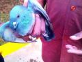 सातपूरला दोन पक्ष्यांना जीवदान - Marathi News | Satpur survives two birds | Latest nashik News at Lokmat.com