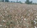 मजुरांअभावी शेत झाले कापसाचे पांढरे रान - Marathi News | Cotton white ranch was farmed due to laborers | Latest chandrapur News at Lokmat.com