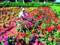 गुलाबालाही नोटाबंदीचा फटका - Marathi News | Gulabala also has a knockdown blow | Latest nashik News at Lokmat.com