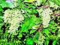 जिल्ह्यातील द्राक्ष उत्पादकांमध्ये अस्वस्थता - Marathi News | Unrest among grape growers in the district | Latest nashik News at Lokmat.com