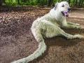 सर्वांत लांब शेपटाचा कुत्रा - Marathi News | The Longest Sheep Dog | Latest international News at Lokmat.com