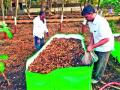 ३१ उद्यानांमध्ये गांडूळ खताची निर्मिती - Marathi News | 31 Production of vermicomial fertilizers in the parks | Latest nashik News at Lokmat.com