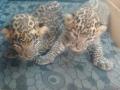 म्हाळसाकोरेत आढळले बिबट्याचे तीन बछडे - Marathi News | Three calves of leopard found in Mhalasakora | Latest nashik News at Lokmat.com