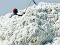 सरकीच्या दरावर कापसाची तेजी - Marathi News | Cotton speed at the rate of sliding | Latest vardha News at Lokmat.com