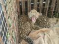 नाशिकमध्ये आढळले बिबट्याचे दोन बछडे - Marathi News | Two calves of leopard found in Nashik | Latest nashik News at Lokmat.com