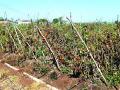 भाव नसल्याने टमाटा शेतात - Marathi News | Tomatoes are not available in the field | Latest nashik News at Lokmat.com