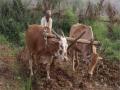 कोल्हापूरातील ४८ हजार शेतकऱ्यांना पूर्ण कर्जमाफी - Marathi News | Complete debt waiver of 48 thousand farmers in Kolhapur | Latest maharashtra News at Lokmat.com