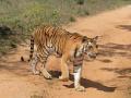 वाघांच्या स्थलांतरणाची नवी समस्या - Marathi News | The new problem of tigers migrations | Latest amravati News at Lokmat.com