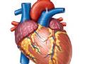 शिक्षकाचे हृदय धडधडले शेतकऱ्याच्या शरीरात - Marathi News | The heart of the teacher lies in a farmer's body | Latest maharashtra News at Lokmat.com