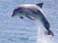 डॉल्फिन आणि व्हेल होते मांसभक्षक प्राणी - Marathi News | Dolphins and whales were carnivores | Latest international News at Lokmat.com