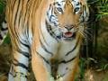 मानवावरील वाघाचे हल्ले रोखण्यासाठी उपाययोजनांची गरज - Marathi News | The need for measures to prevent attacks on tigers from humans | Latest chandrapur News at Lokmat.com