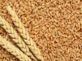 भारताची गहू आयात दशकाच्या उच्चांकावर - Marathi News | India's wheat import at the height of the decade | Latest business News at Lokmat.com