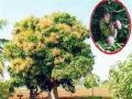आंबा उत्पादनात घट होण्याची शक्यता - Marathi News | Mango production is expected to decrease | Latest nashik News at Lokmat.com