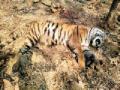 पेंचमध्ये पुन्हा एका वाघाचा मृत्यू - Marathi News | A tiger death again in the screw | Latest nagpur News at Lokmat.com