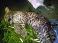 बिबटाचे पिल्लू मृतावस्थेत आढळले ! - Marathi News | The leopard was found in the dead! | Latest akola News at Lokmat.com
