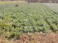 शेती पालेभाज्यांची : - Marathi News | Agricultural Vegetables: | Latest yavatmal News at Lokmat.com