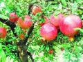 वायगाव येथे चार टन डाळिंबाची चोरी - Marathi News | Four tonnes of pomegranate stolen in Wayagaon | Latest nashik News at Lokmat.com