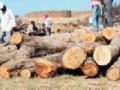 झाडे तोडणारे अनेक शेतकरी सापडले अडचणीत - Marathi News | Many farmers who break the trees find trouble | Latest gadchiroli News at Lokmat.com