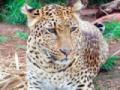 बिबट्याच्या हल्ल्यात १३ शेळ्या ठार - Marathi News | The killing of 13 goats in a leopard attack | Latest yavatmal News at Lokmat.com