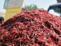 आर्वीची मिरची यवतमाळात : - Marathi News | Urvi chilli in Yavatmal: | Latest yavatmal News at Lokmat.com