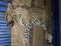 हायवेवरील अपघातात बिबट्याचा मृत्यू - Marathi News | Leopard death in highway accident | Latest vasai-virar News at Lokmat.com