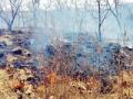 वन तस्करांकडून जंगलाला आग? - Marathi News | Forest fire brigade fire? | Latest chandrapur News at Lokmat.com