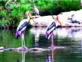 विदेशी पाहुणे रवाना; यजमान पक्ष्यांचा मुक्काम ! - Marathi News | Foreign guests leave; Host birds stay! | Latest nashik News at Lokmat.com