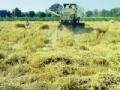 पंजाबचे हार्वेस्टर मुडाणामध्ये : - Marathi News | Punjab Harvester in Mudan: | Latest yavatmal News at Lokmat.com