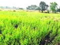 नैसर्गिक ओलाव्यावर कडधान्य शेती - Marathi News | Pulses farming on natural moisture | Latest maharashtra News at Lokmat.com