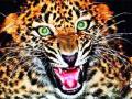 बिबट्याच्या हल्ल्यात गाय ठार - Marathi News | Leopard killed the cow | Latest nashik News at Lokmat.com
