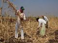पावसाच्या इशा-यामुळे सोलापूर जिल्ह्यात सुगीची घाई - Marathi News | Due to the rainy season, there is a rush of harvest in Solapur district | Latest solapur News at Lokmat.com