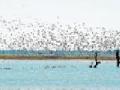 पोथरा व लालनाला प्रकल्पावर पक्ष्यांची मांदियाळी - Marathi News | Pothra and Lalana to the birds in the project | Latest vardha News at Lokmat.com