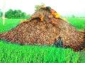 भऊर येथे गंजीला आग - Marathi News | A roaring fire at Bhur | Latest nashik News at Lokmat.com