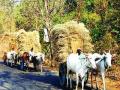 बैलगाडी नामशेष होण्याच्या मार्गावर - Marathi News | The way to get rid of the bullock cart | Latest maharashtra News at Lokmat.com