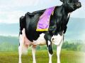 ही आहे जगातील सर्वांत श्रीमंत गाय - Marathi News | This is the world's richest cow | Latest international News at Lokmat.com