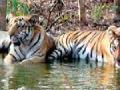राज्यातील सहा व्याघ्र प्रकल्पात रेड अलर्ट - Marathi News | Red alert in the six tiger reserves of the state | Latest bhandara News at Lokmat.com
