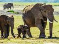 हत्तीला पुरते फक्त दोन तासांची झोप - Marathi News | The elephant suffers only two hours of sleep | Latest national News at Lokmat.com