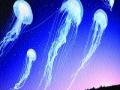 उडत्या तबकड्यांसारख्या जेलिफिश महासागरात - Marathi News | Jellyfish ocean like flying squares | Latest international News at Lokmat.com