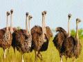 शहामृग २५ हजार वर्षांपूर्वी आले होते भारतात - Marathi News | The ostrich came in 25 thousand years ago in India | Latest national News at Lokmat.com