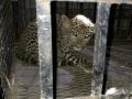 बिबट्याचे पिलू आढळल्याने खळबळ! - Marathi News | Sensation of the leopard found! | Latest buldhana News at Lokmat.com