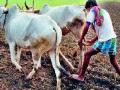 गोंधळ घालून शेतकऱ्यांना कर्जमाफी कशी मिळेल? - Marathi News | How can the farmers get remorse for forgiveness? | Latest editorial News at Lokmat.com