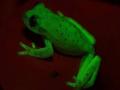 अर्जेंटिनात सापडला काजव्यासारखा चमकणारा बेडूक - Marathi News | Glowing frogs found in Argentina | Latest international News at Lokmat.com
