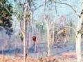 जांभळी-निलागोंदी शिवारातील जंगलात आग - Marathi News | Fire in Jambhal-Nilagondi Shivarra forest | Latest bhandara News at Lokmat.com