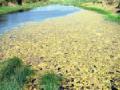 लव्हाळे, बेशरमच्या विळख्याने नदी पात्र धोक्यात - Marathi News | Rash, Besheram's character threatens river desertion | Latest vardha News at Lokmat.com