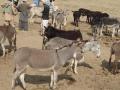 गाढवांच्या बाजारातही गुजरातचा बोलबाला! - Marathi News | Gujarat's domestically marketed donkey market! | Latest maharashtra News at Lokmat.com