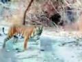 जंगल सफारीतून बोर व्याघ्र प्रकल्पाची कमाई ३३.८० लाख - Marathi News | Bore tiger reserve project earns 33.80 lakhs from forest safari | Latest vardha News at Lokmat.com