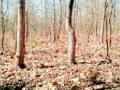 जिल्ह्यात सहा ‘बायोडायव्हर्सिटी पार्क’चा प्रस्ताव - Marathi News | Proposal of six 'Biodiversity Park' in the district | Latest vardha News at Lokmat.com