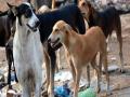 मुलाचा कुत्र्याच्या हल्ल्याने मृत्यू - Marathi News | Child's death caused by dogs | Latest sangli News at Lokmat.com
